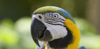 parrot_heada