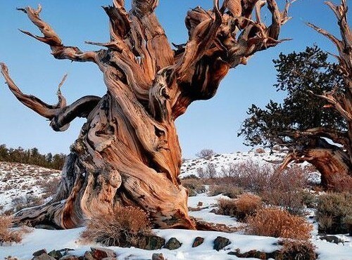 najstarije-drvo-na-svetu-v