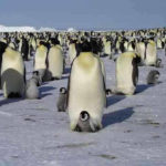 pingvin1