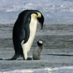 carski pingvin