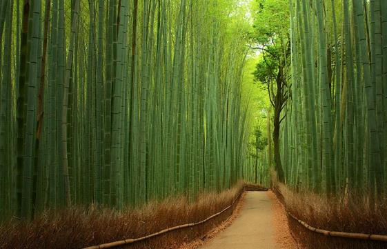 Suma bambusa