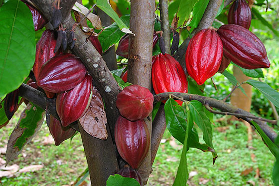 kakao drvo
