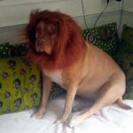 lion dog2