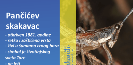 skakavac pancic2 min