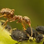 mrav i biljne vasi