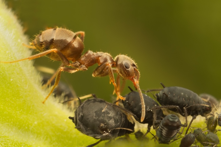 Mrav i biljne vaši u simbiozi