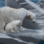 polarni medved sa mladuncem