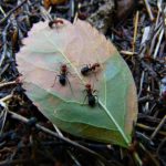 mravi-na-listu