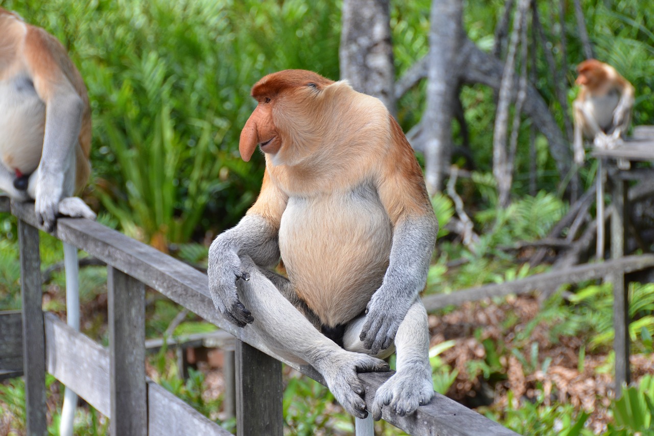 Zanimljivosti o majmunima i najinteresentnije vrste majmuna - Duhoviti