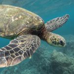 morska-kornjaca-galapagos